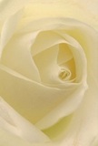 This evocative image draws you deep into the center of a cream-white rose, as though inviting you to experience the soft embrace of its petals in a quiet Bankside shop. Every layer unfurls with a whispering lightness, almost as if touched by dawn along the Thames. Gentle shadows wind between the ivory folds, shaping depth and a sense of peaceful intimacy that lingers in the air like the soft murmur of nearby river traffic. There is a soothing calm at the heart of this flower, ideal for expressing pure admiration, sympathy, or hope for new beginnings-whether sent to a neighbour in Southwark or used to brighten a home near Borough Market. You can almost detect the rose's subtle, almost sweet fragrance mingling with the morning air, a gentle nod to the meticulous care and artistry of the Bankside Florist team. The arrangement captures not just the timeless elegance of the rose, but the emotion and intention behind its selection, honouring both the occasion and the community it serves in the heart of London's historic Bankside.